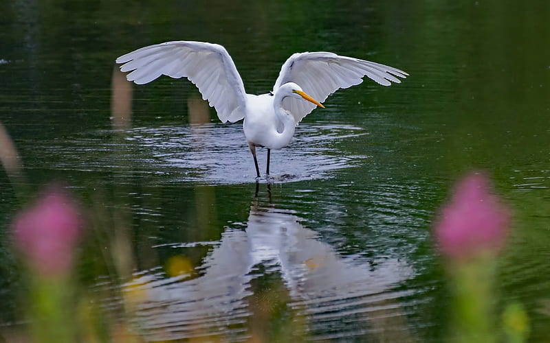 Egret on Water, water, wings, bird, egret, HD wallpaper