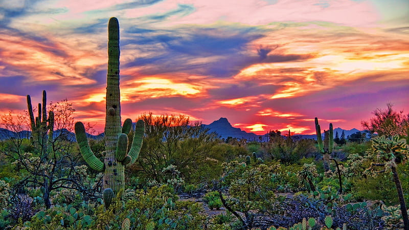 Fantastic sunset sky over a desrt, desert, colors, snset, clouds, cacti ...