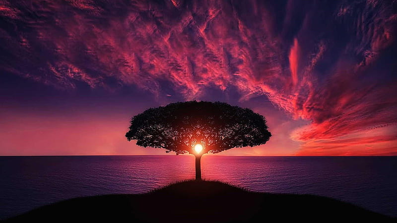 A Beautiful Sunset Over The Sea, horizon, afterglow, dusk, sunset, clouds, sea, tree, lone tree, nature, HD wallpaper
