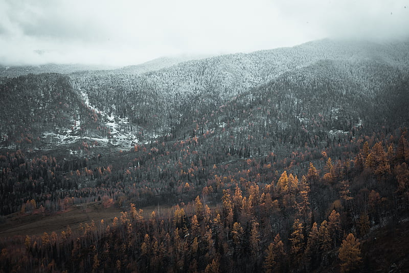 Green And Brown Trees Near Mountain During Daytime, HD Wallpaper | Peakpx