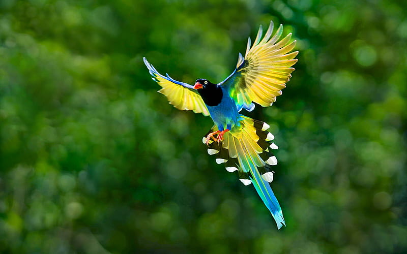 Taiwan blue magpie display (thanks Jean-Marc), Yellow, bonito, Blue, Bird, Multicoloured, HD wallpaper