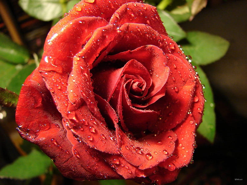 Rose Red, red, exquisite, rose, droplets, flower, velvety, petals, HD wallpaper