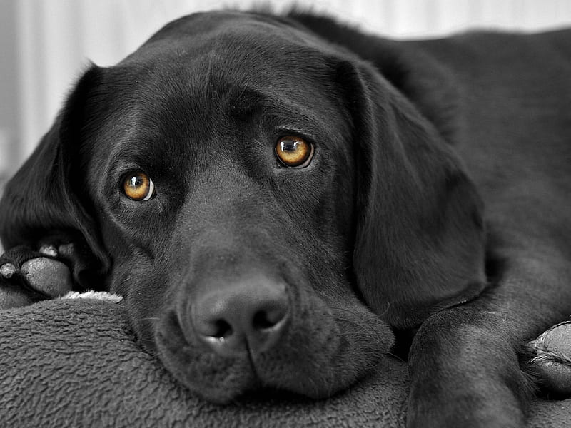 black Labrador, nice sad eyes, dog, HD wallpaper
