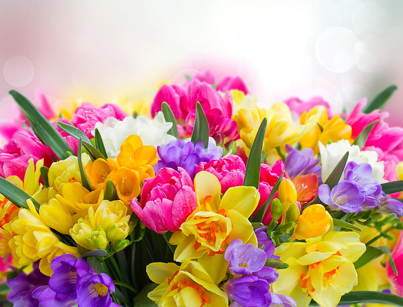 Flowers, sia, colorful, flower, daffodil, yellow, spring, pink, tulip, bouquet, HD wallpaper