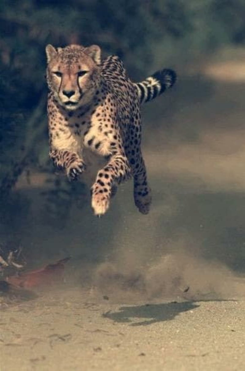 jump, jaguar, running, HD phone wallpaper