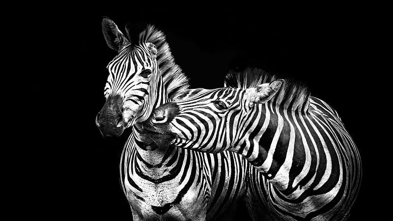 Zebras, cute, bw, black, funny, white, zebra, animal, kiss, HD wallpaper