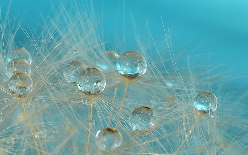 Macro, , Dandelion, Fluff, Water Drop, HD wallpaper