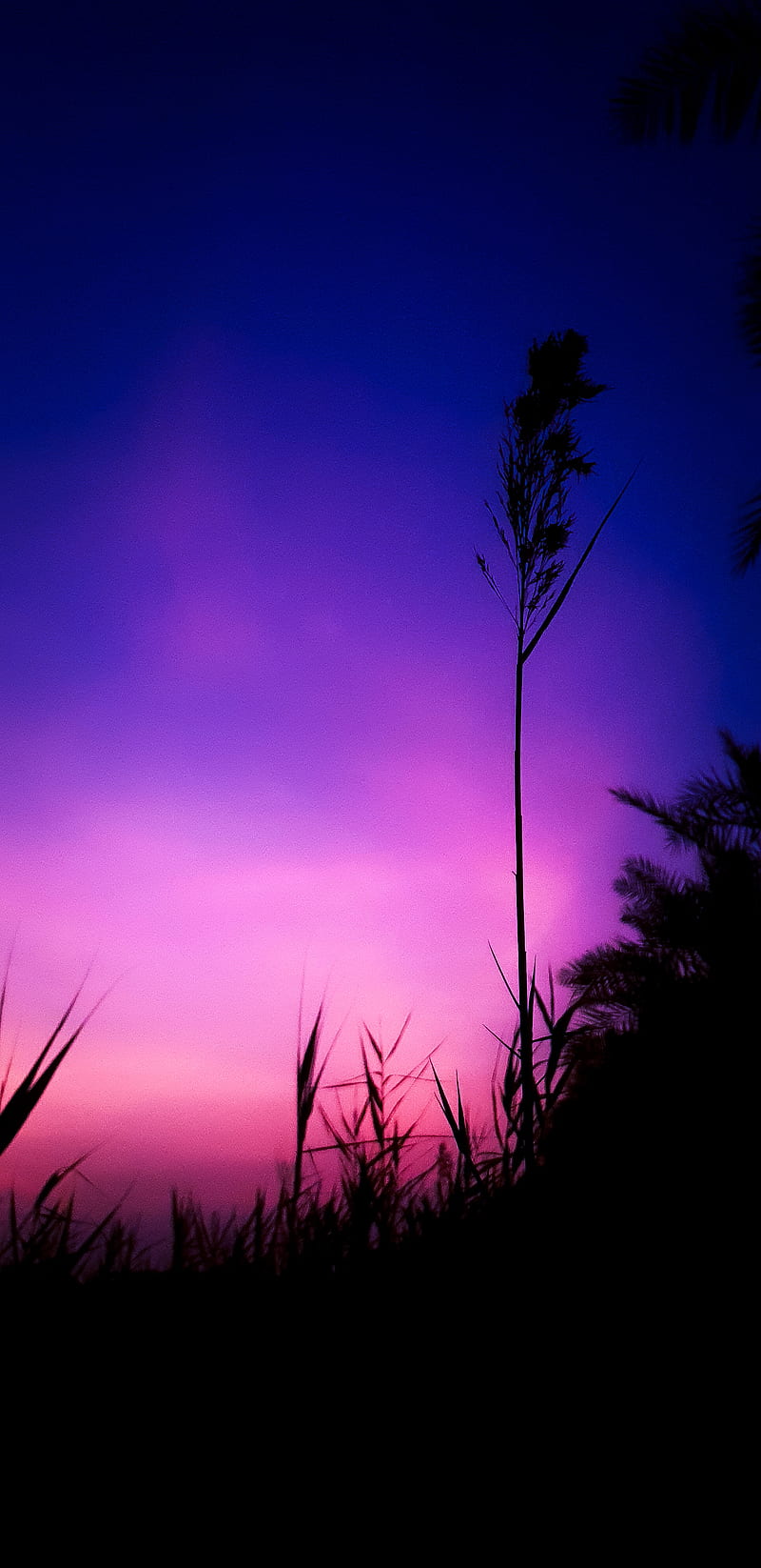 sunrise purple