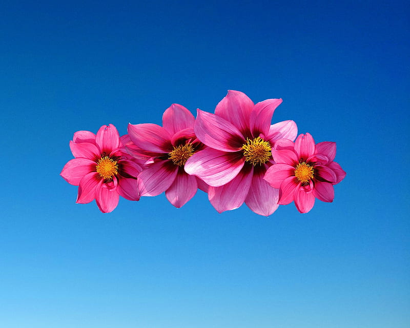 dahlias, gizzzi, flowers, labrano, pink, blue, HD wallpaper