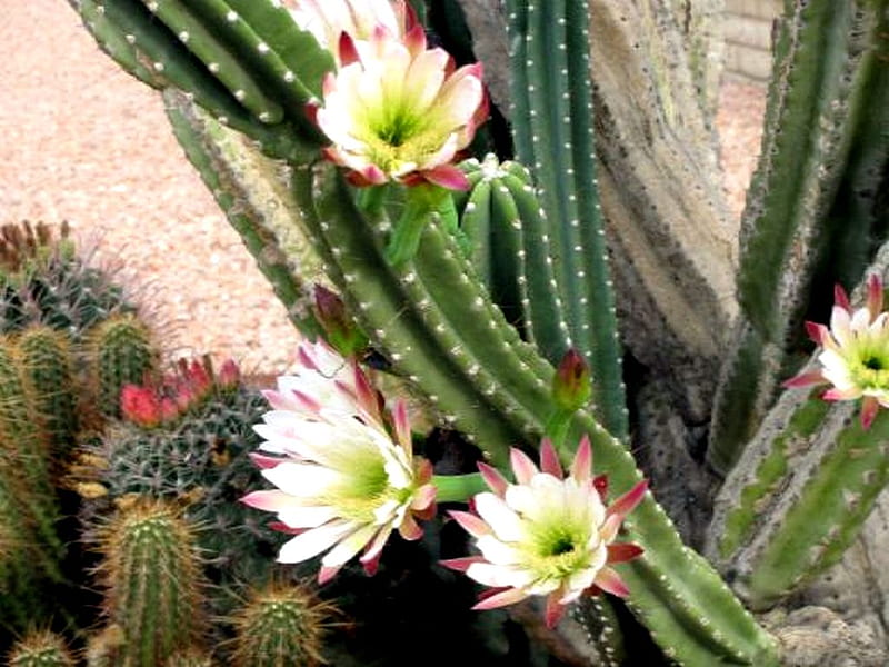 FLOWERS 12, cactus blooms, flowers, HD wallpaper
