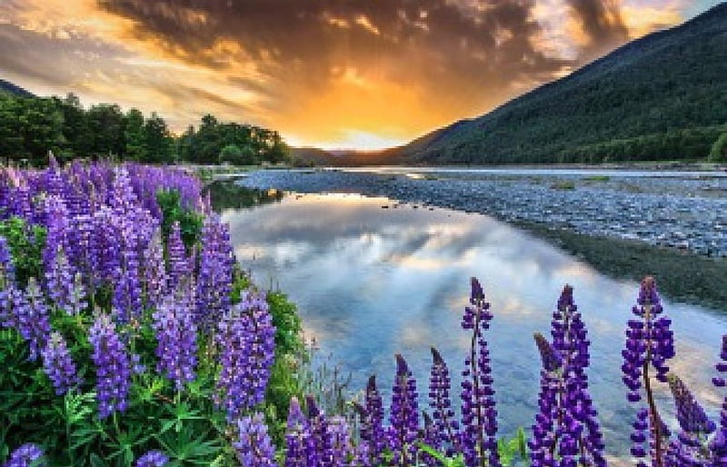 Springtime And The Awaken Of Emotions, hills, lupins, forest, purple flowers, bonito, sunset, spring, sky, clouds, New Zealand, river, reflection, HD wallpaper