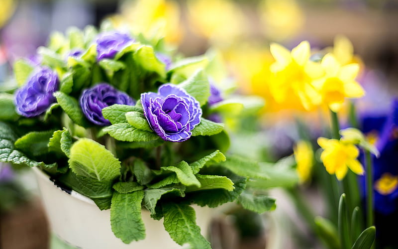 violet primroses, spring flowers, pot with primroses, violet flowers, primula, Primula vulgaris, HD wallpaper