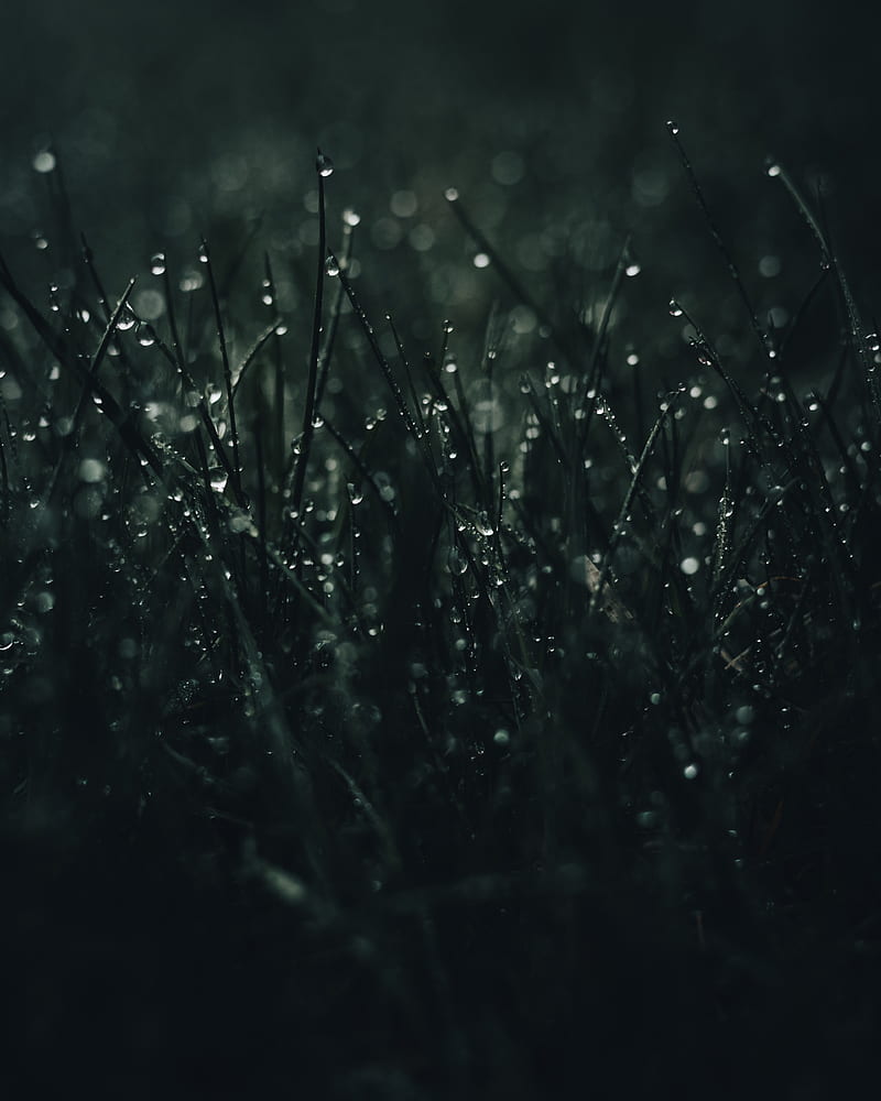grass, drops, dew, macro, dark, HD phone wallpaper