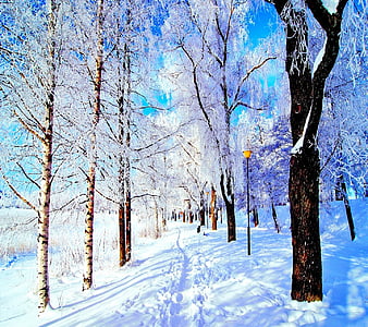 Winter Park, park, tel, taj, fasor, havas, fak, ho, HD wallpaper | Peakpx