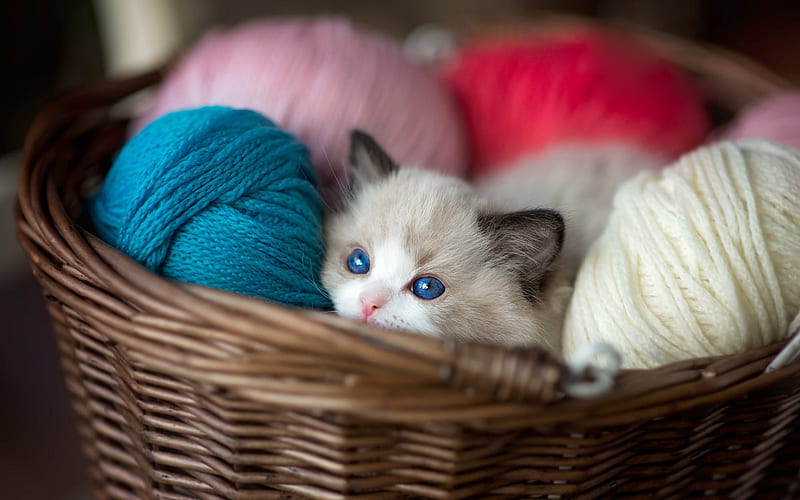 small gray kitten, Ragdoll, little cat in the basket, kitten with blue eyes, cute animals, cats, HD wallpaper