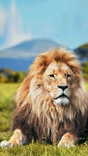 Lion, nature, animals, lions, HD phone wallpaper | Peakpx
