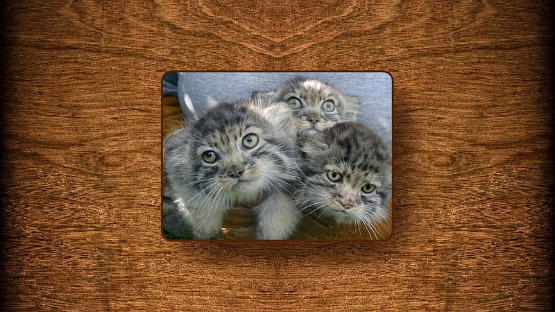 Pallas Cat Kittens, Kittens, Cats, Otocolobus manul, Cat, HD wallpaper