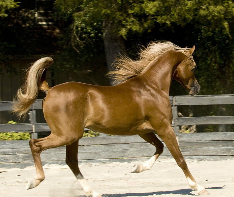 Gold Horse 2, horse, arabian, animal, Gold, HD wallpaper