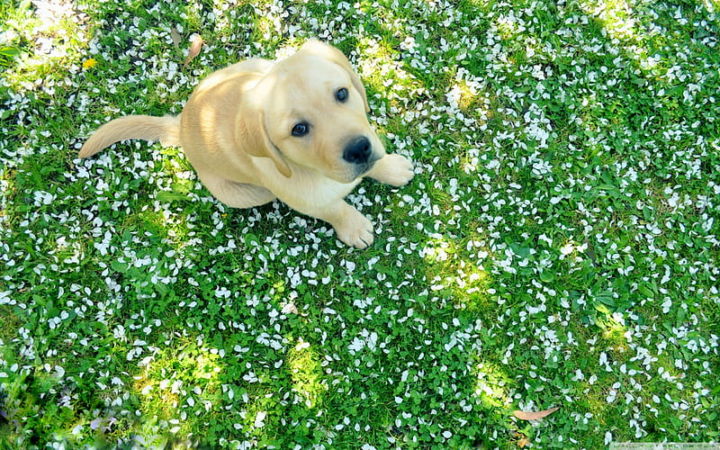 dog and spring-Animal, HD wallpaper