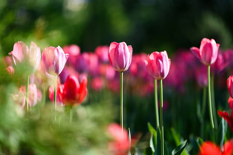 Flowers, Flower, , Spring, Tulip, HD wallpaper | Peakpx