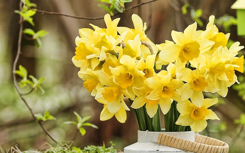 yellow daffodils, spring flowers, bouquet of daffodils, yellow flowers, daffodilly, Narcissus, HD wallpaper