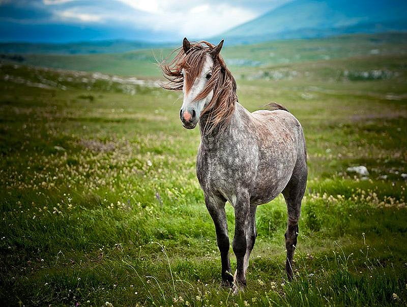 Appaloosa wind in mane, wild, grassy hills, dappled coat, horse, HD wallpaper