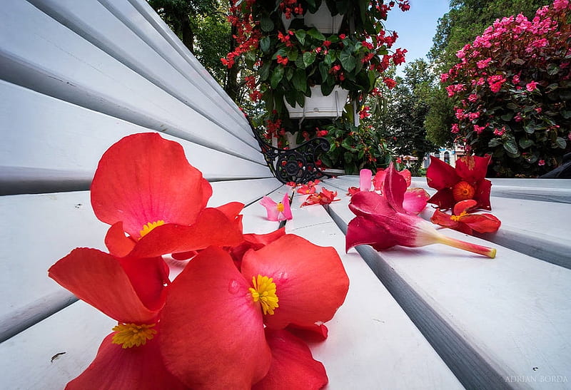 Flower Bench, flower trees, hanging flowers, flowers, bench, summer, flower pot, spring, sky, HD wallpaper