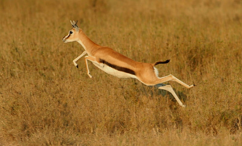 a big leap , endangered, wild, african, gazzelle, animals, deer, HD wallpaper