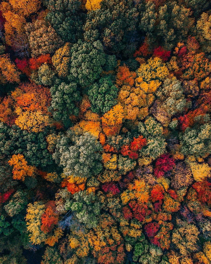 nature, fall, leaves, trees, drone , bird's eye view, colorful, forest, portrait display, HD phone wallpaper
