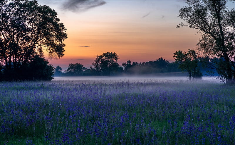 Morning, Mist, Flowers, Field, Nature Ultra, Nature, Landscape, Flowers, Morning, Field, Mist, HD wallpaper