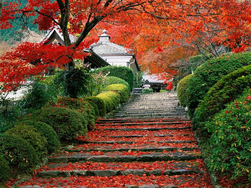 Staircase Kyoto, Japan !!!, red, tree, staire, green, garden, nature, other, HD wallpaper