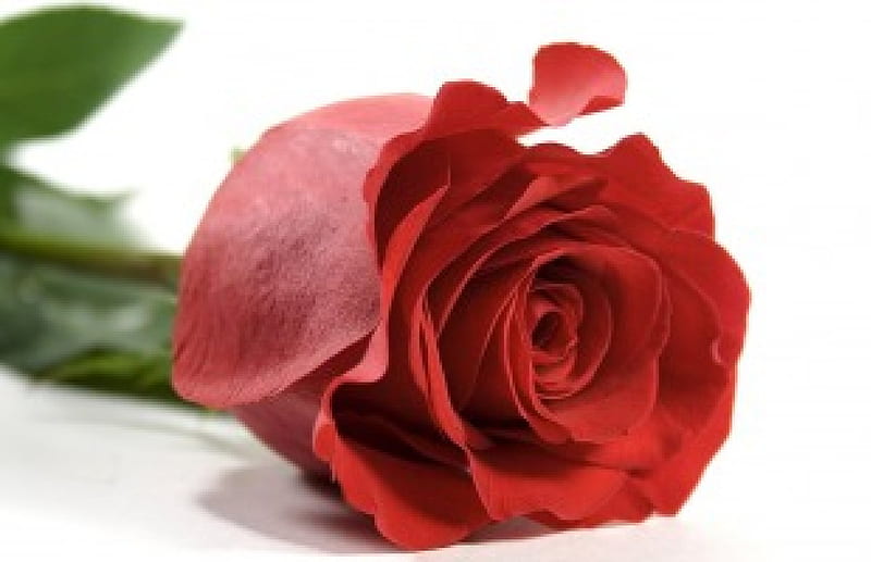 To My Friend Adi, flower, friend, gift, rose, HD wallpaper