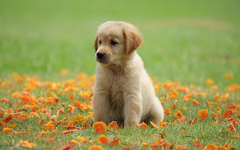 golden retriever, small puigist puppy, green grass, cute little animals, dogs, puppies, dog breeds, HD wallpaper