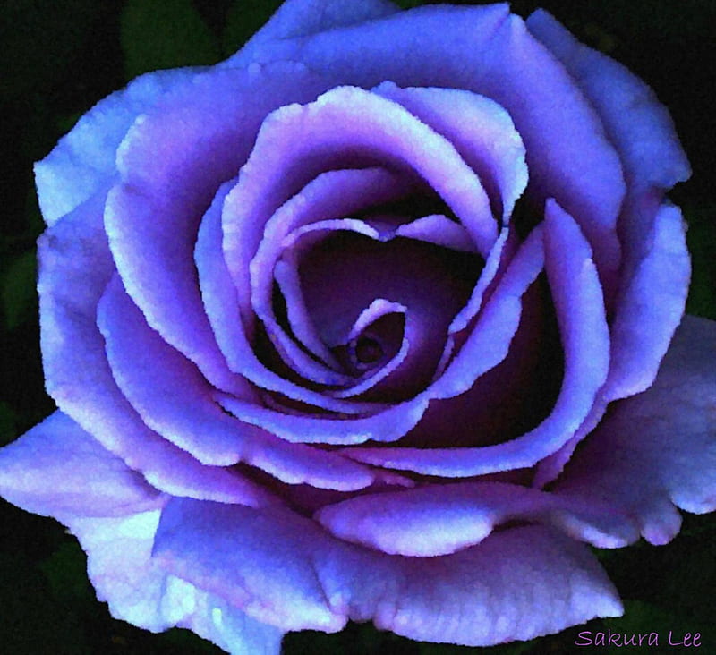 Watercolor Dreams ~ Lavender Blue Rose Dedicated to all my Wonderful DN Friends, Lavender Rose, Artwork, Blue Rose, Rose, Watercolor, Original Art, HD wallpaper