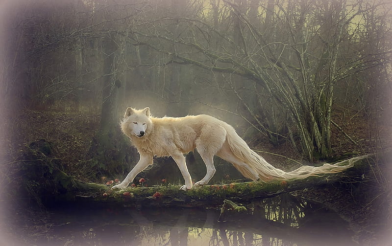 ~Beautiful White Wolf~, lovely, love four seasons, white wolf, bonito, creative pre-made, digital art, trees, swamp, manipulation, plants, weird things people wear, wolf, forests, dogs lovers, animals, dogs, HD wallpaper