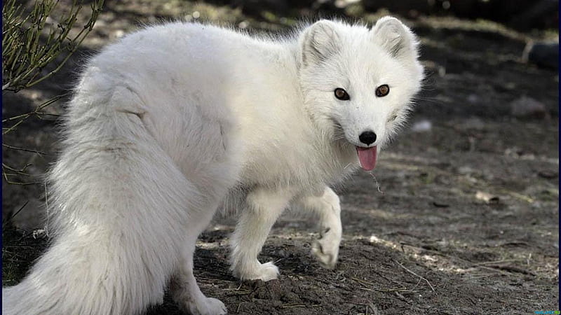 Siberian white fox, fox, wildlife, white, siberia, animal, HD wallpaper