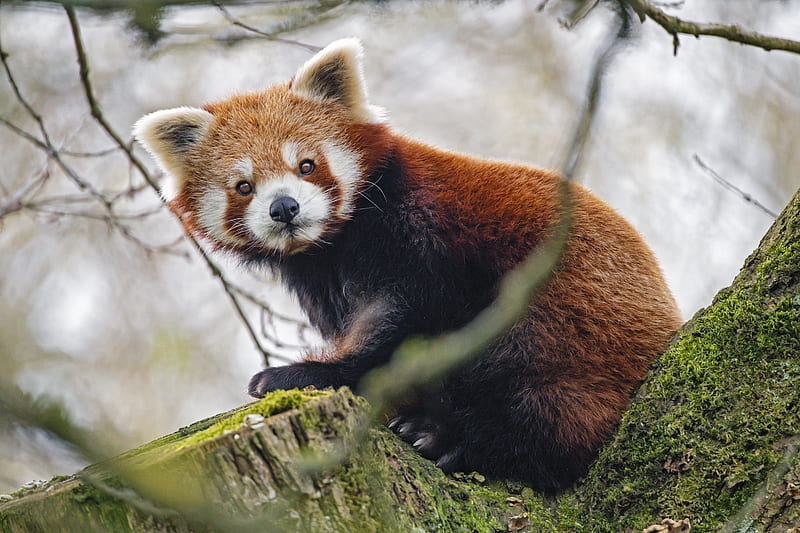 red panda, panda, glance, animal, HD wallpaper