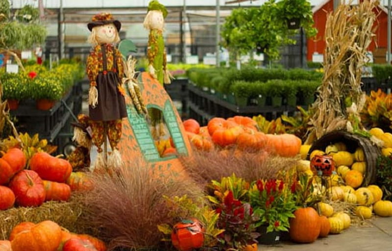 Scarecrows and Pumpkins, Thanksgiving, fal season, scarecrows, nature, pumpkins, HD wallpaper