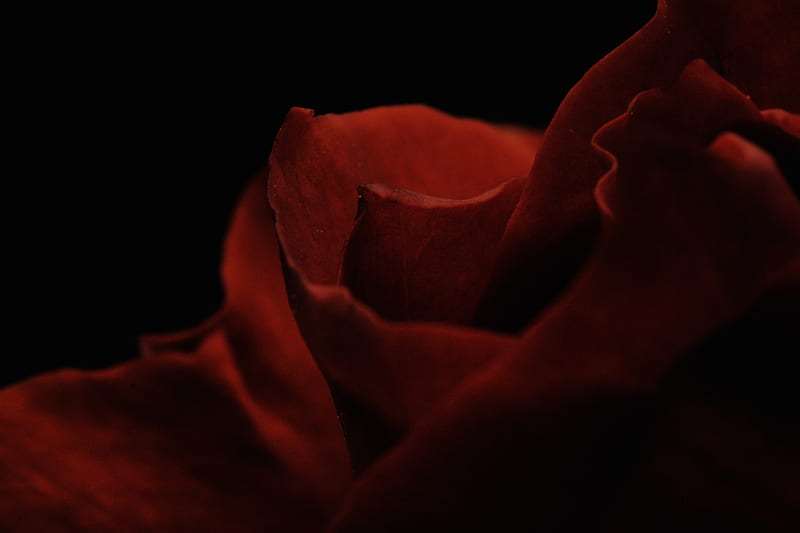 Red Rose in Dark Room, HD wallpaper