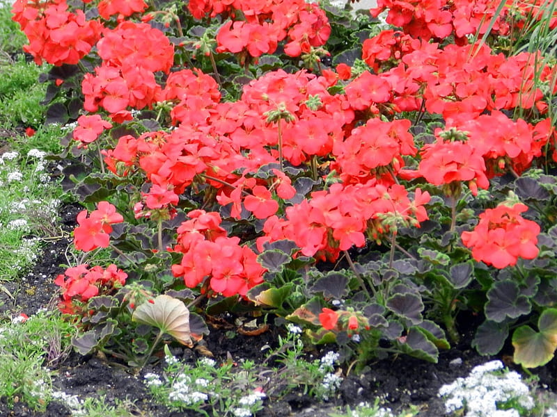 Brampton Ontario Canada -flowers #3, flowers, Canada, ontario, brampton, HD wallpaper