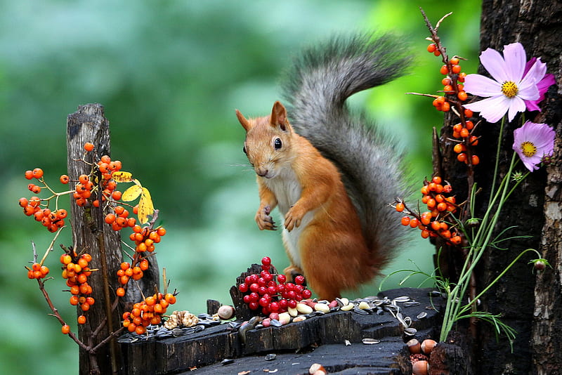 Animal, Squirrel, Rodent, Wildlife, HD wallpaper