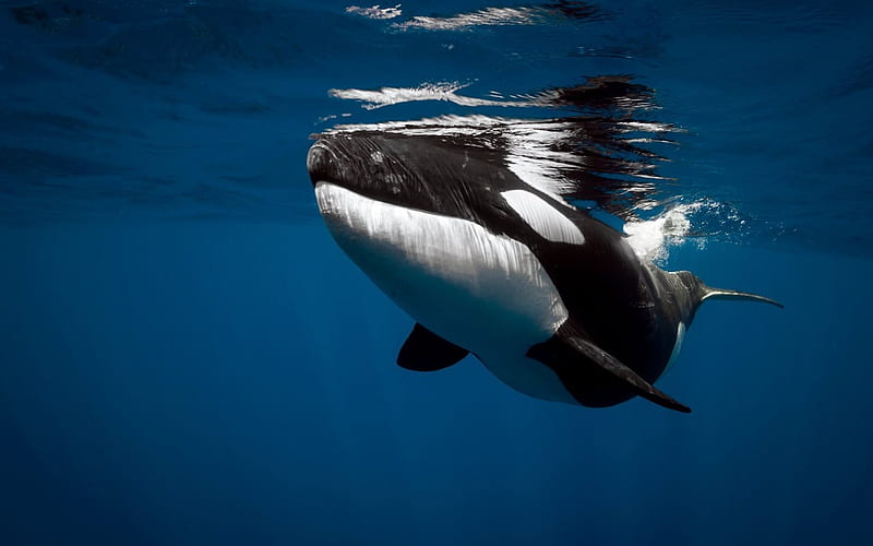 killer whale, underwater, ocean, whale, HD wallpaper
