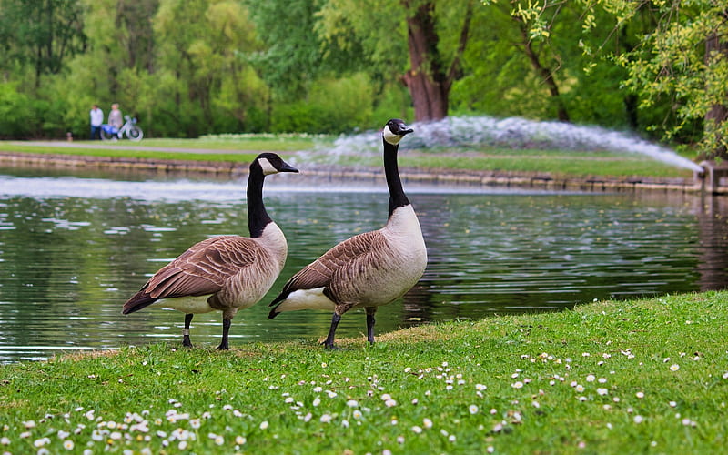 Wild Geese, pond, geese, park, fountain, water, HD wallpaper