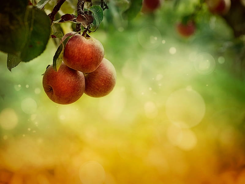 Apples in Autumn, Garden, Shine, Freshness, Season, Blossom, HD wallpaper