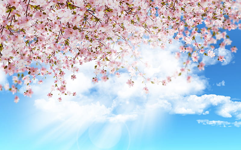 Sakura, japan, blue sky, spring flowering, cherry blossom, pink flowers, spring, HD wallpaper