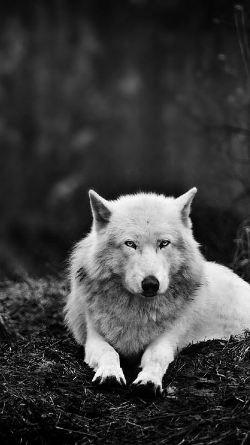 White Wolf, animal, howl, snow, HD phone wallpaper