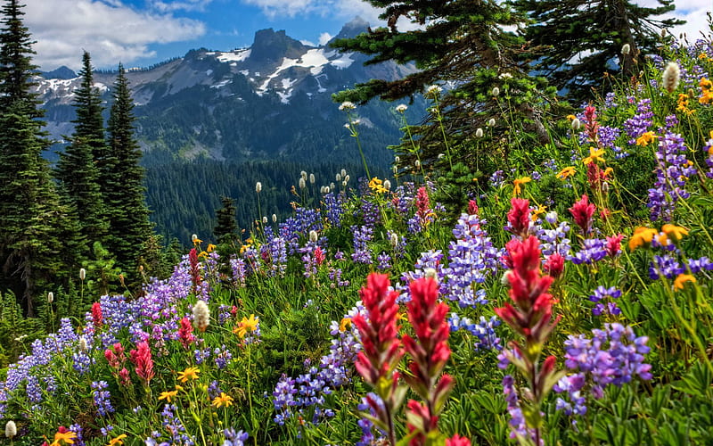 Mount Rainier National Park, mountain, summer, flowers, America, USA, HD wallpaper