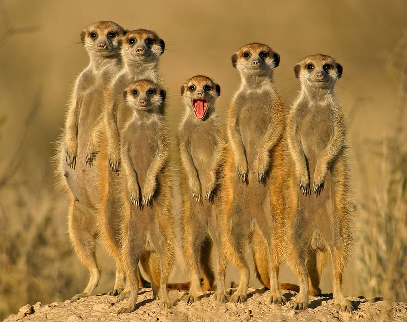 Friends, cute, meercats, funny, HD wallpaper