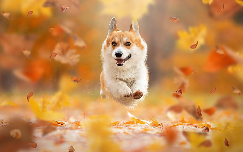Pembroke Welsh Corgi, running, autumn, dog, HD wallpaper