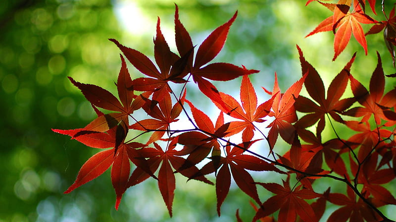 Closeup View Of Red Leafed Tree Branch In Green Bokeh Background ...